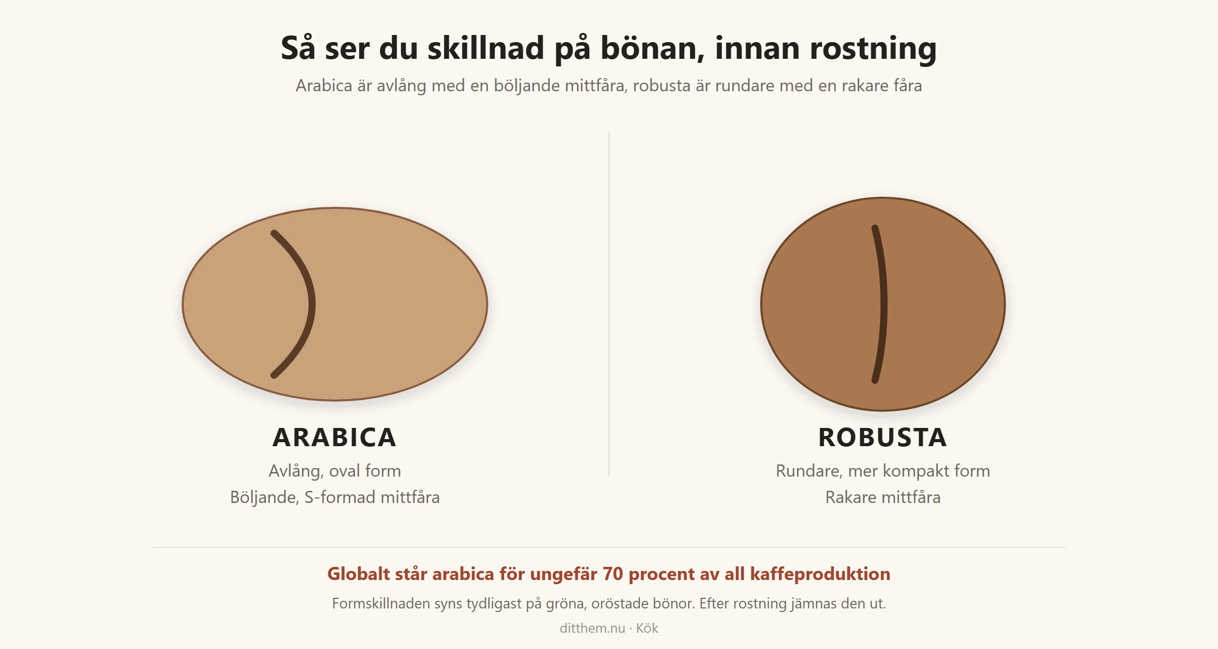 Arabicaböna avlång och oval med böljande S-formad mittfåra jämfört med robustaböna rundare och mer kompakt med rakare mittfåra